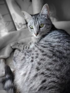 a cat lying on a blanket