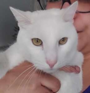 a person holding a white cat