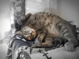 a cat lying on its back on a blanket