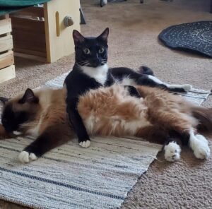 two cats lying on a rug