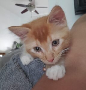 a cat lying on a person's arm