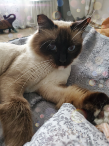 a cat lying on a blanket