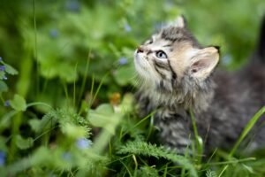 Read more about the article Top 5 House Plants Toxic to Cats: What You Need to Know and Safe Alternatives for Your Furry Friends