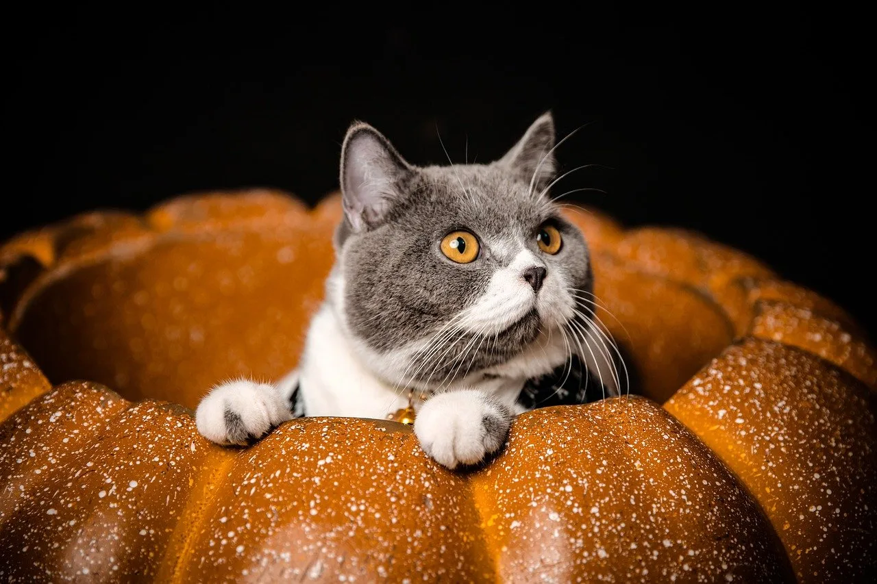 Read more about the article 17 Natural Remedies for Cats and Tips: Safe and Effective Solutions for Common Ailments