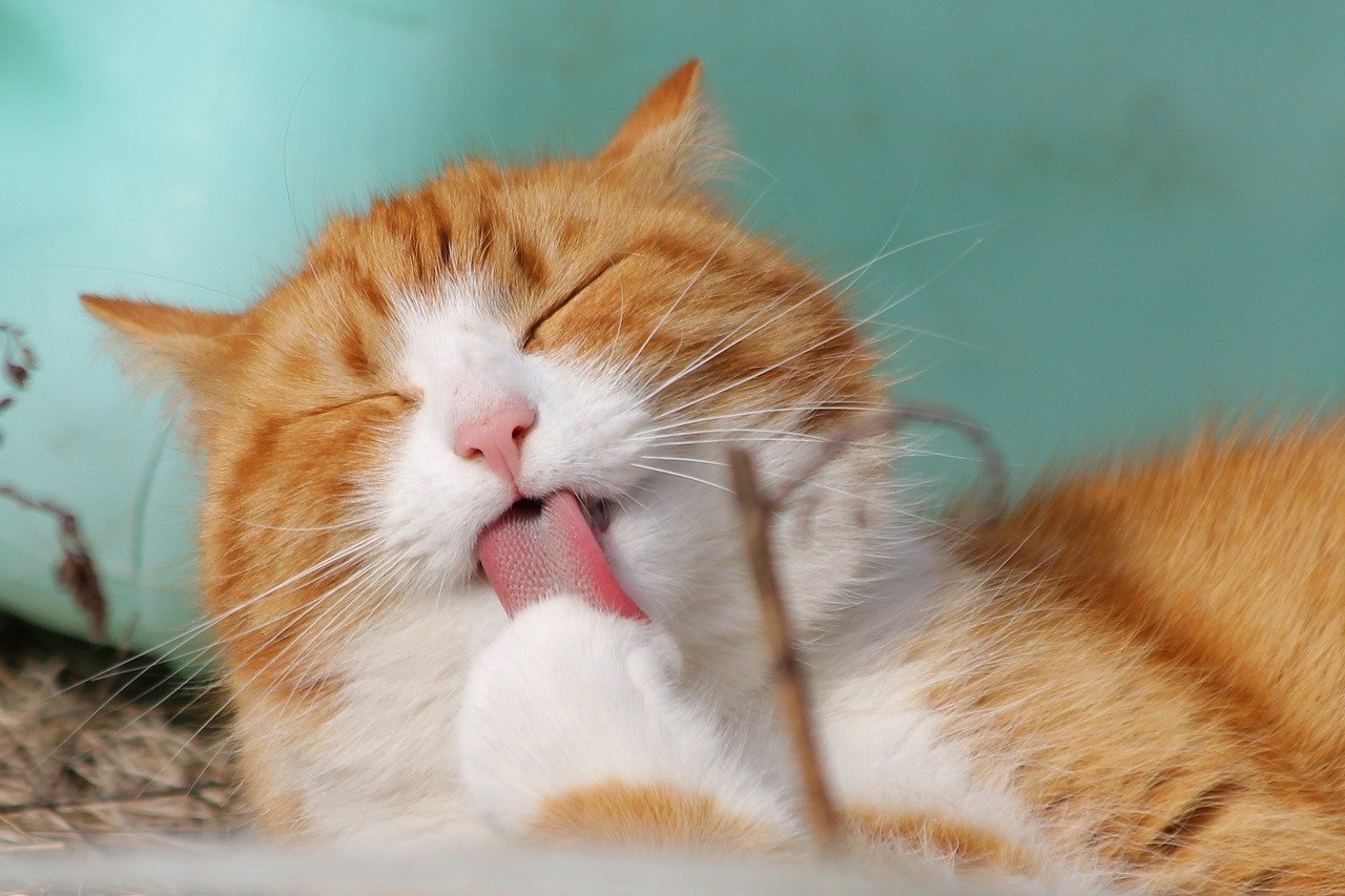 You are currently viewing Grooming Cat Essentials: 8 Tips to Keep Your Cat Healthy and Happy