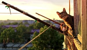 Read more about the article House Proofing for Cats: A Guide Based on My Personal Experience. 6 Tips to Keep Your Cat(s) Safe.